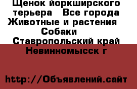 Щенок йоркширского терьера - Все города Животные и растения » Собаки   . Ставропольский край,Невинномысск г.